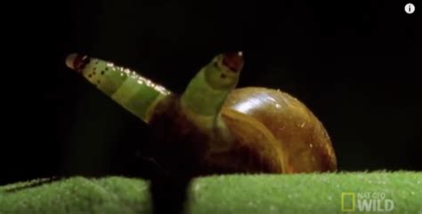 カタツムリの寄生虫は人間にも害がある？