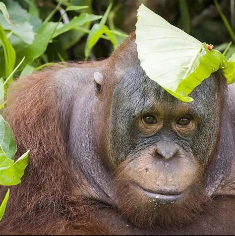 budi  orangutan  grown  rape