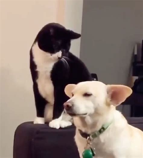 How Dare You? Cat Tries to Play With Dog's Ears - 14.04.2020, Sputnik