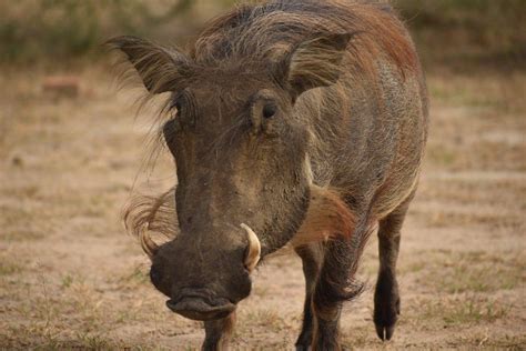 Nigeria Animals