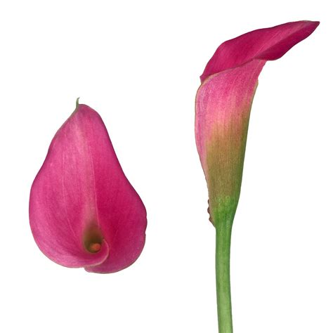 Calla Lilies - CallaCo