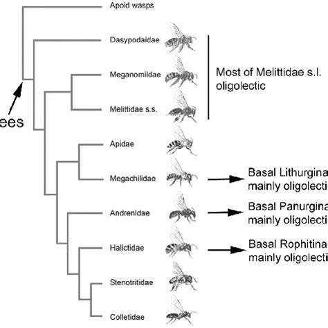 (PDF) Phylogeny and host-plant evolution in Melittidae s.l ...