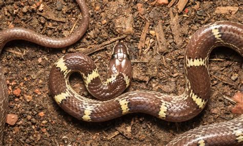 wolf snake animal facts lycodon   animals