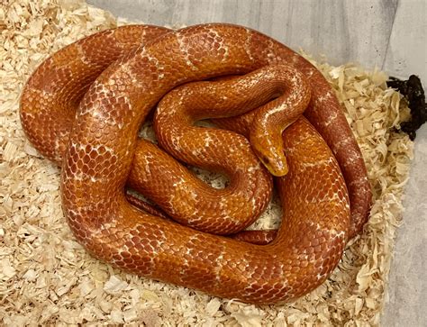 Ranchers Discuss Can Horses Have Corn On Agricultural Forums