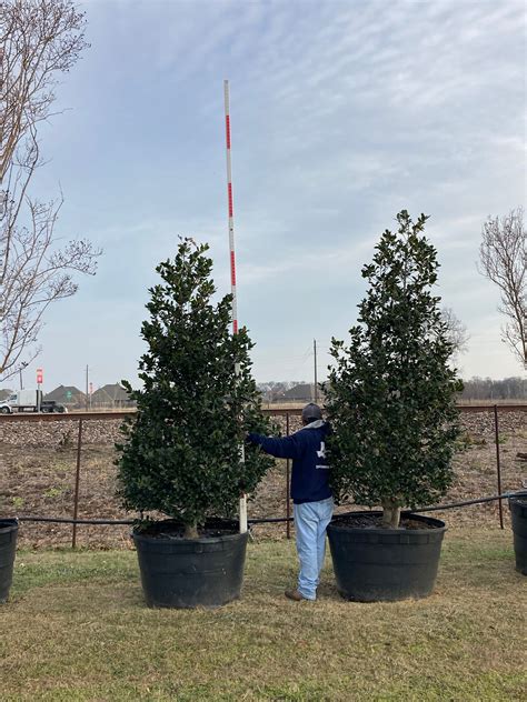 Nellie R. Stevens Holly - Number One Privacy Tree | Texas Tree Farms