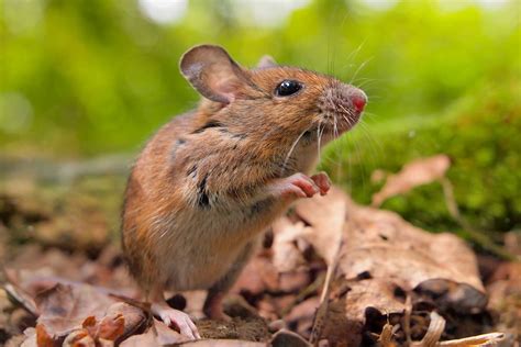 mice native  australia  mice  problem  australia