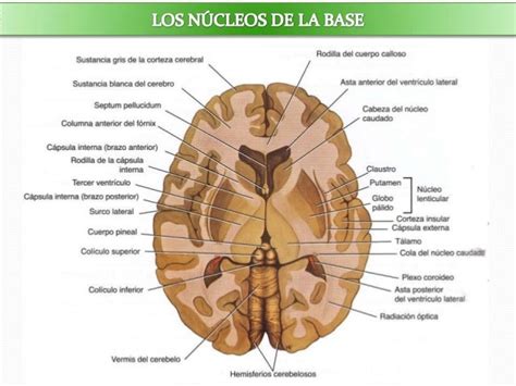 Los núcleos de la base (ganglios basales y sus conexiones)