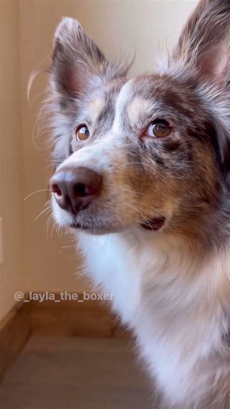 Every skit since July 2022 🥹 Please excuse the Layla drool stains and