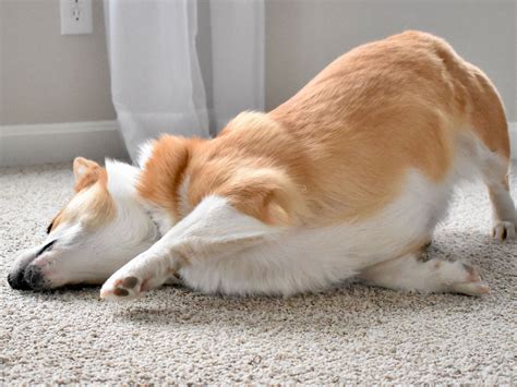 Why Do Puppies Scratch Themselves