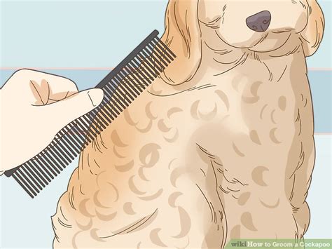 how to groom a cockapoo at home