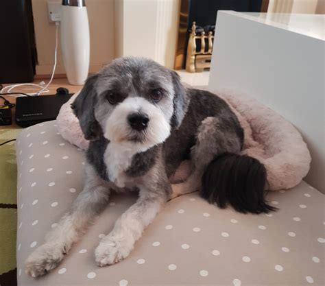 Banish your dog's bad breath – Dorwest