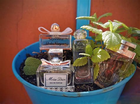 Signorina Salvatore Ferragamo perfume - a fragrance for women 2011