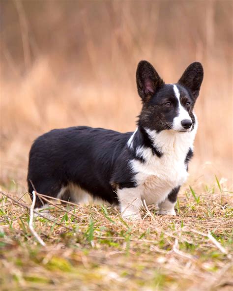 16 Corgi Colors and Markings (With Pictures)