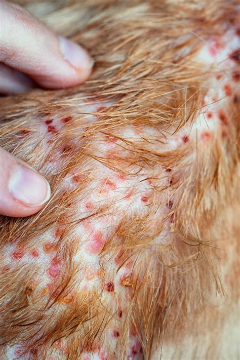 Flea Bites On Dogs