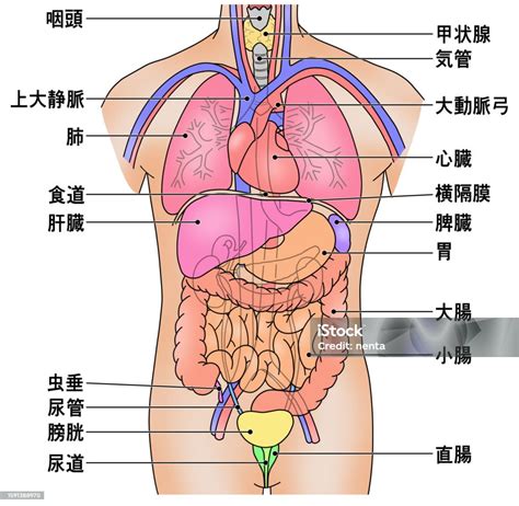 Posição Dos órgãos No Corpo Humano - 6