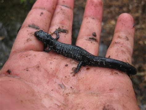 North Carolina Wetlands