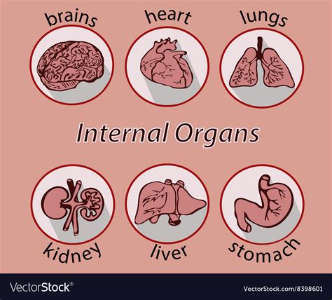 human organs royalty  vector image vectorstock