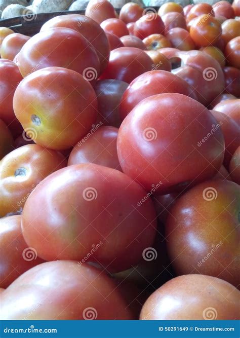 World best Tomatoes stock image. Image of size, shape - 50291649