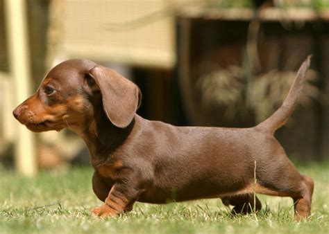 miniature dachshunds   pets