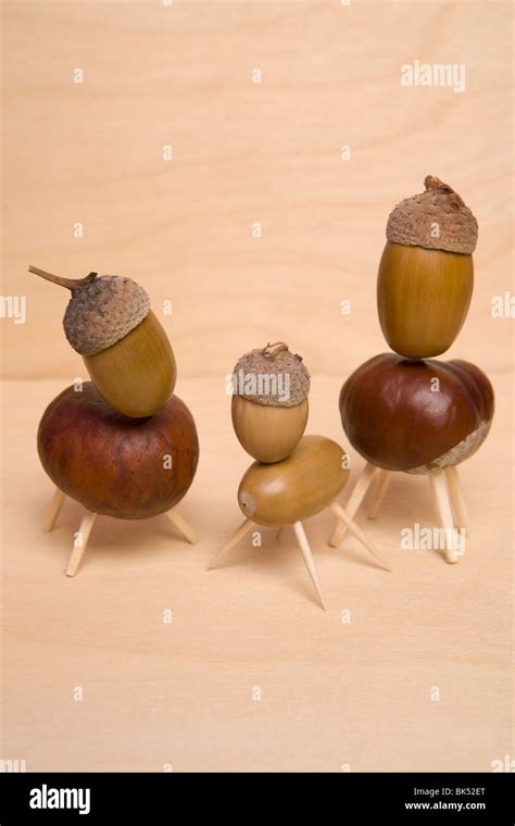 nut family  res stock photography  images alamy