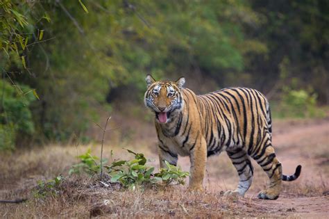 fileflehmen response    adult tigerjpg wikimedia commons