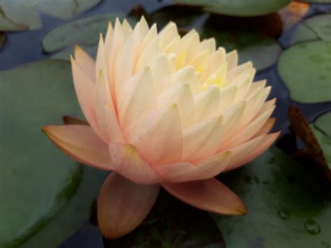 nymphaea porcelain iwgs plant