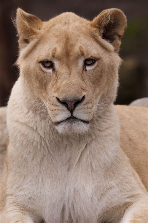 White Lioness Photography by Chris Humphries