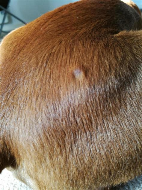 Dog Lump Chest Under Skin at Lonnie Allen blog