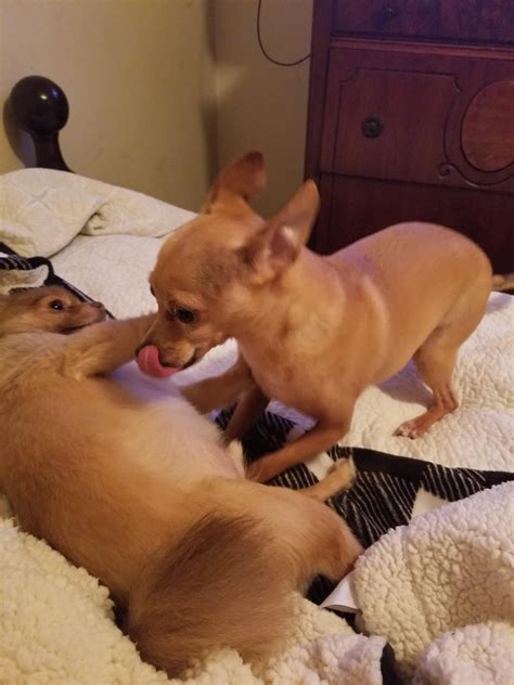 Stinkbug trying to lick Henry's ears and he's not having any of it 😊🤣