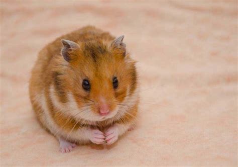 hewan hamster homecare