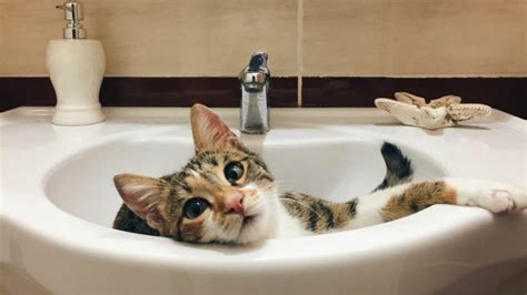 cat pee   sink detroit chinatown