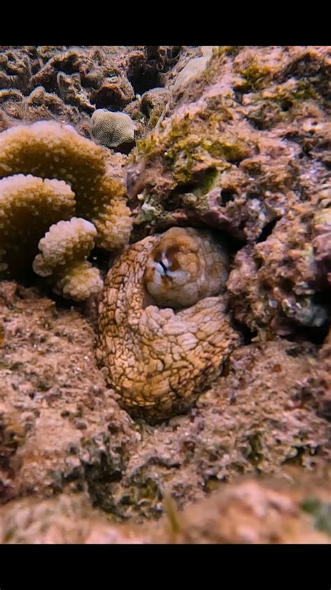 hawaiian day octopus hee coupling roctopus
