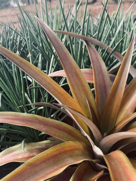 Pineapple Trees For Sale | Lava Flow Pineapple Plant | Citrus.com