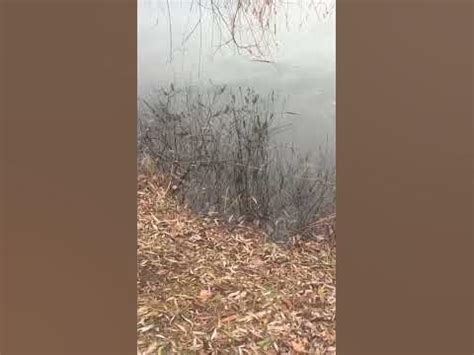 Водяний щур #природа #щур #твариннийсвіт #shorts #ukraine - YouTube