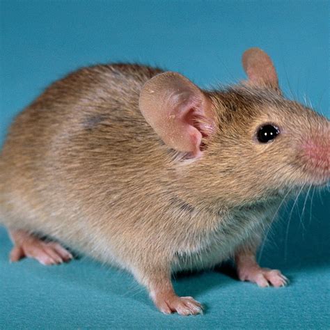 Mouse Animal