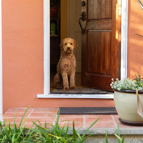 The World's 15 Most Aggressive Dog Breeds - PetHelpful
