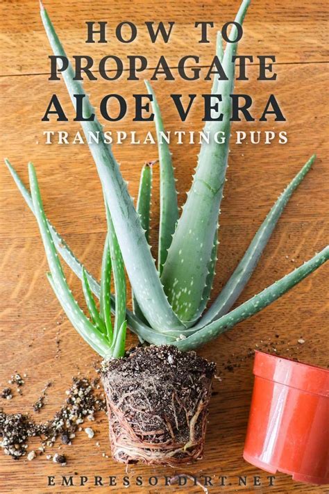 aloe vera grow a garden 5