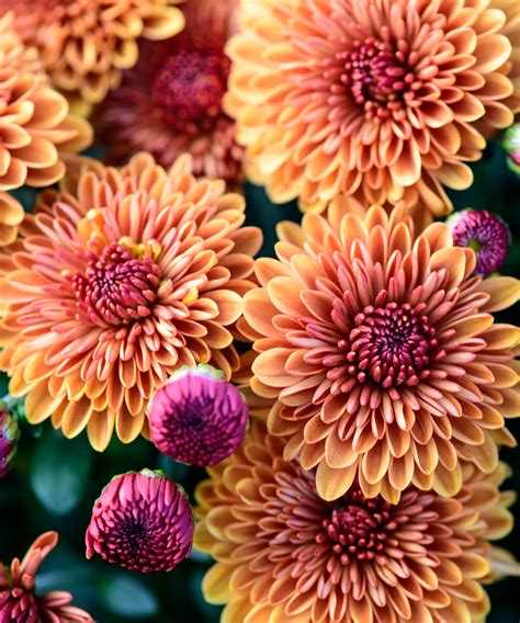 What smells do ants hate? 7 plants to repel ants | Homes and Gardens