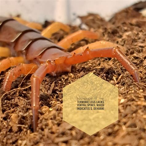 identifying Scolopendra dehaani | Arachnoboards