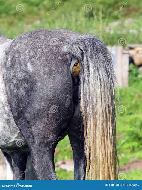 rear    horse  arse horse shit stock image image  tail