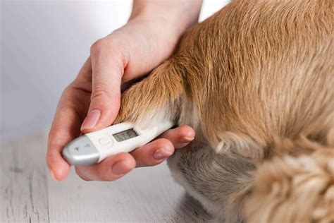 how to check a dog's temperature