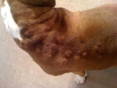 how to treat a dog with hives