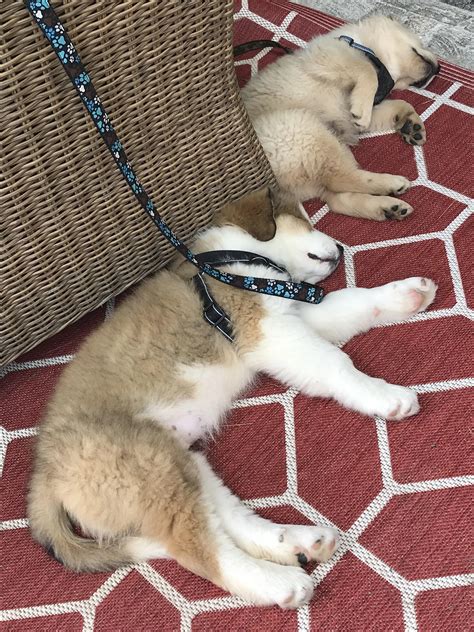 Our Bernese/Pyrenees napping between play sessions with his best friend Golden Lab (both 9 weeks