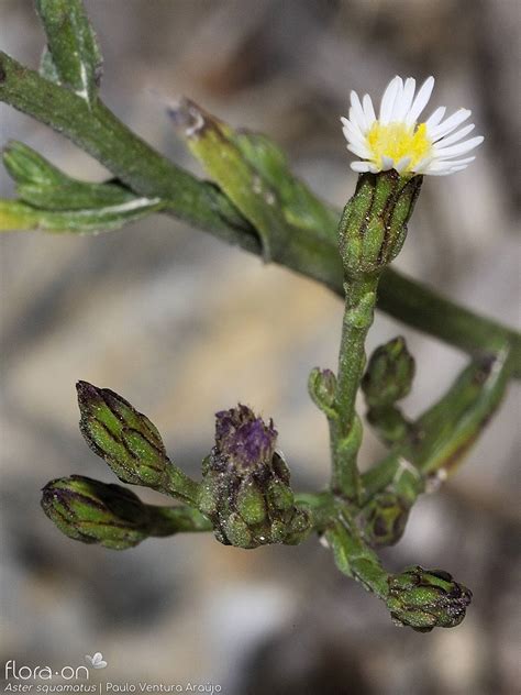 Género Aster | Flora-On