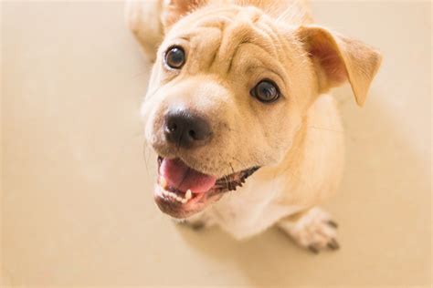 WAGS Membership for SPCA — WAGS of East Texas