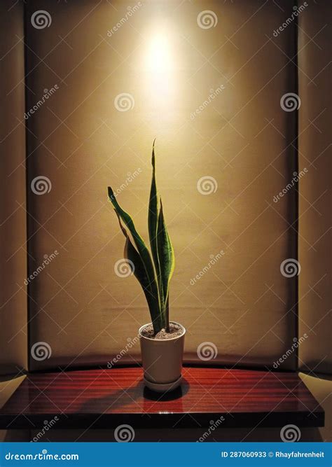 & X22;Botanical Elegance: Where Green Meets Grace.& X22; Stock Image