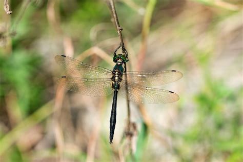Somatochlora graeseri , male from Jilin, photo by Yuchuan Wen