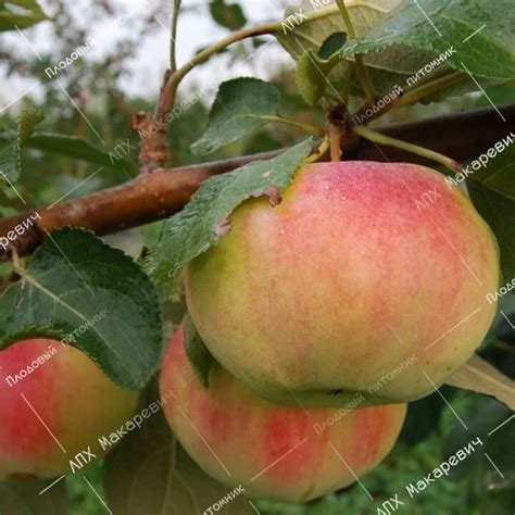 Анис Яблоня Описание Фото – Telegraph