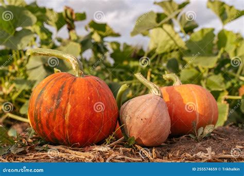 Various Varieties of Pumpkins in the Garden. Colorful Vegetables. Stock Image - Image of fall ...