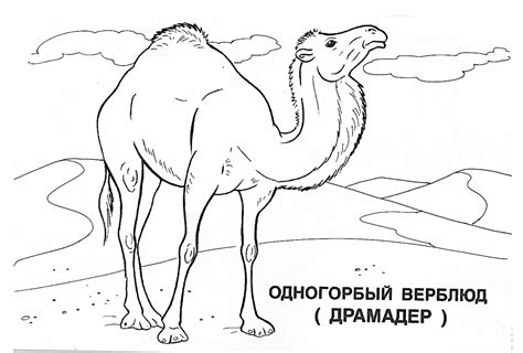 Раскраски домашние животные